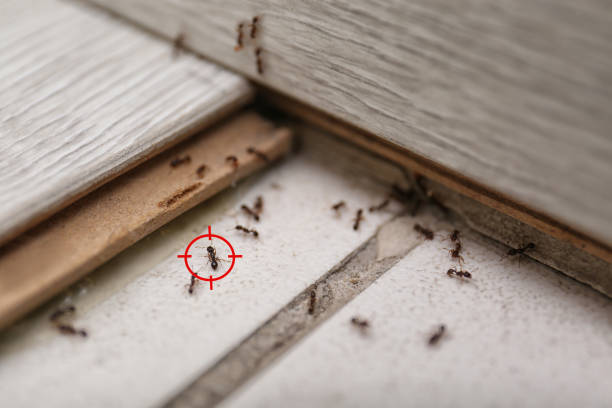 Best Flea Control Services  in Sanford, ME