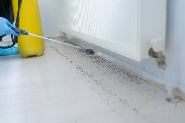 Reliable Sanford, ME Pest Control Solutions